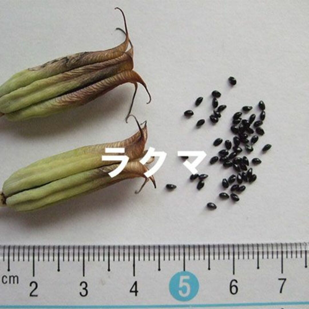 白花 アポイオダマキ 種子 20粒 北海道 アポイ岳 山野草 高山植物 その他のその他(その他)の商品写真