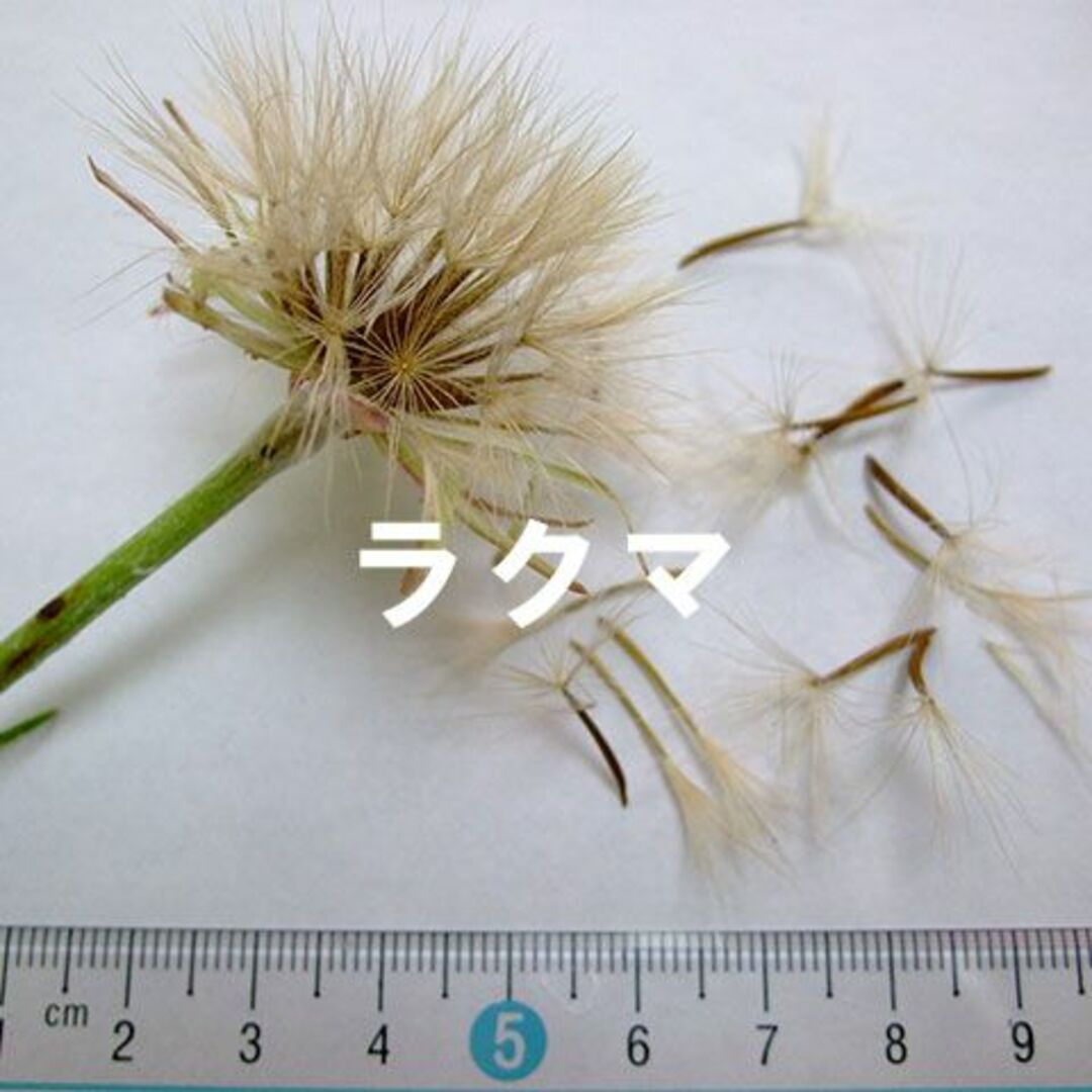 【絶滅危惧種】 フタナミソウ 種子 15粒 北海道礼文島産 高山植物 山野草 その他のその他(その他)の商品写真