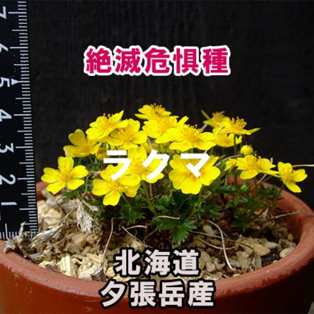 【絶滅危惧種】 ユウバリキンバイ 種子 15粒 北海道夕張岳産 山野草 高山植物 その他のその他(その他)の商品写真