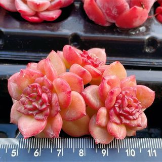 アップルフラワー　りんごフラワー　3頭　多肉植物(その他)