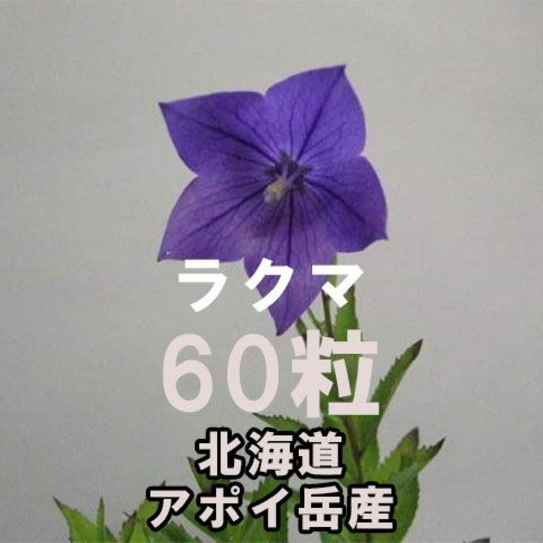 アポイキキョウ 種子 60粒 北海道 アポイ岳 高山植物 山野草 その他のその他(その他)の商品写真