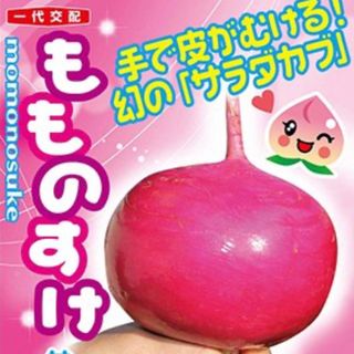 手で皮がむける!幻のサラダカブ もものすけ 種 野菜の種15個(野菜)