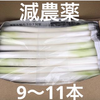 カット白長ネギ　　A4サイズ(野菜)