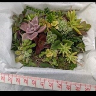 多肉植物　品種色々　mini発送(プランター)