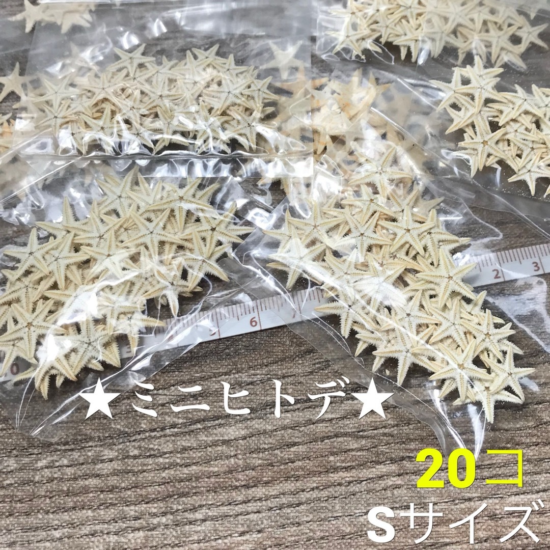 琉球*海花セール❣️ ミニヒトデ  【 MS 】 小さな スターフィッシュ ハンドメイドの素材/材料(各種パーツ)の商品写真
