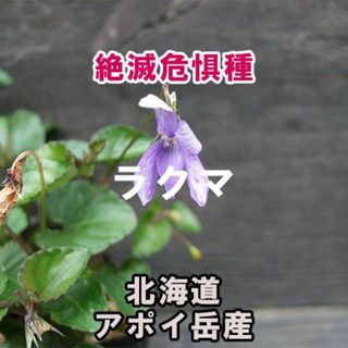 【絶滅危惧種】 アポイタチツボスミレ 種子 20粒 北海道 アポイ岳 高山植物(その他)