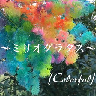 琉球*海花のたね　カラフル ミリオグラタス(プリザーブドフラワー)