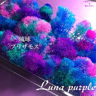 琉球*プリザモス　⭐︎Luna purple⭐︎ フィンランドモス(プリザーブドフラワー)