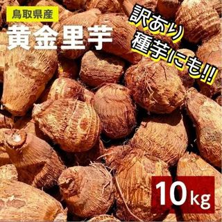 【訳あり】黄金里芋 大和芋 宅急便 10kg さといも サトイモ 山芋(野菜)