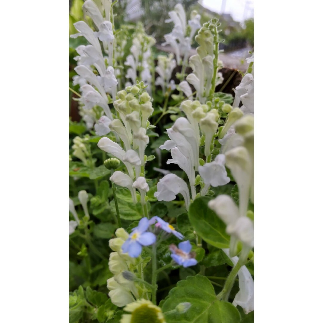 タツナミソウ白色 ハンドメイドのフラワー/ガーデン(その他)の商品写真