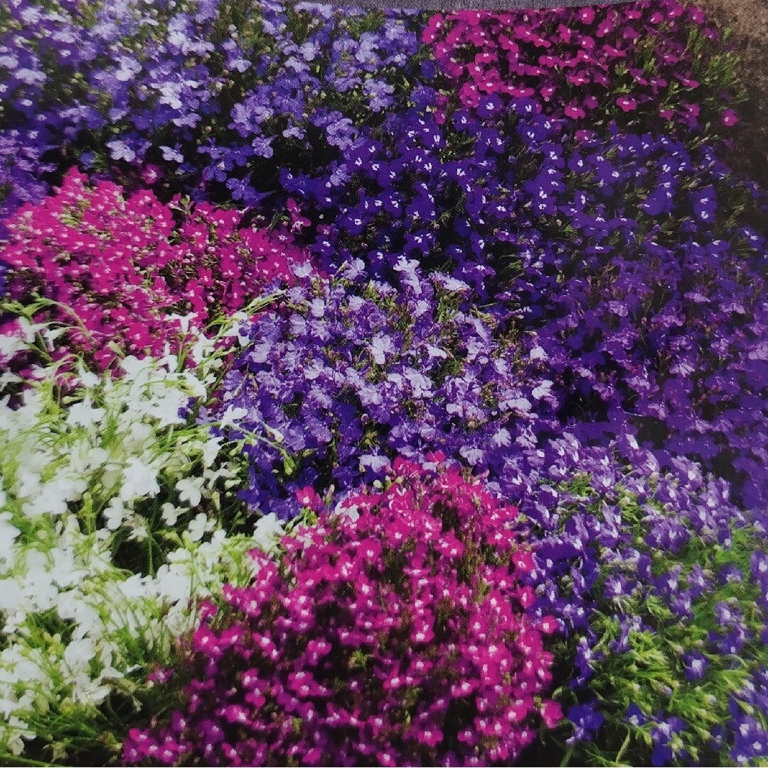 ロベリアミックス ハンドメイドのフラワー/ガーデン(その他)の商品写真