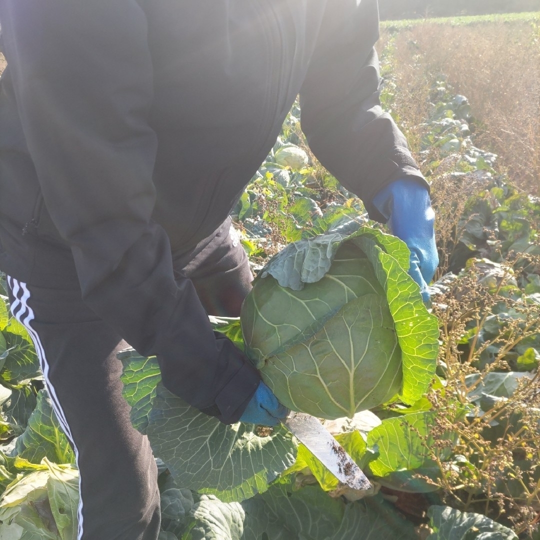 栄養満点【10種類の乾燥野菜Mix100g】ぱぱっと簡単お手軽便利♪ドライベジ 食品/飲料/酒の食品(野菜)の商品写真