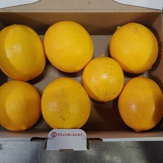 国産 無農薬 マイヤーレモン 1.1kg 訳あり サイズ混合(フルーツ)