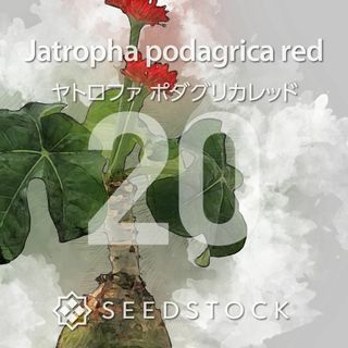 ヤトロファの種 Jatropha podagrica red 20粒(その他)