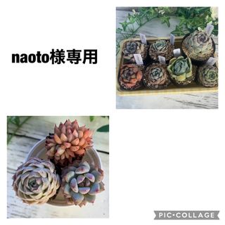 多肉植物　７種セット＋３苗　小苗、微根のものあり(その他)