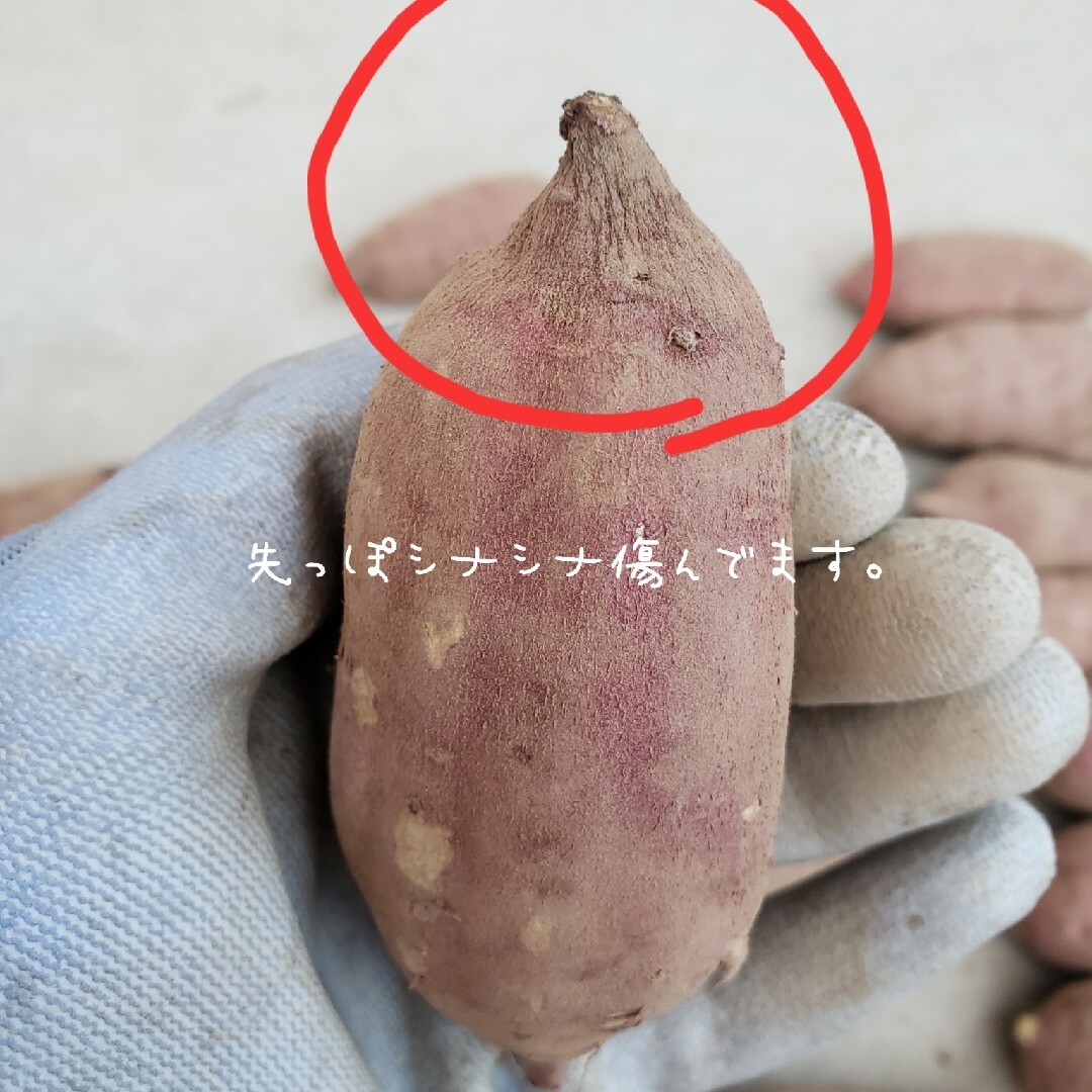 大訳あり【おつとめ品】紅はるか10キロ　茨城県産 食品/飲料/酒の食品(野菜)の商品写真