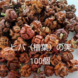 ヒバの実   100個  乾燥 ほんのりいい香りがします(リース)