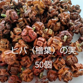 ヒバの実   50個  乾燥 ほんのりいい香りがします(ドライフラワー)