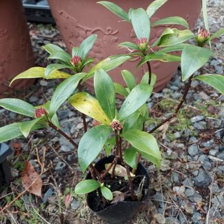 沈丁花の抜き苗　三年生　蕾付き　一本‼️‼️(プランター)