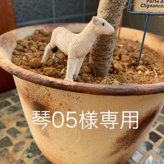 多肉植物 琴05様専用(その他)