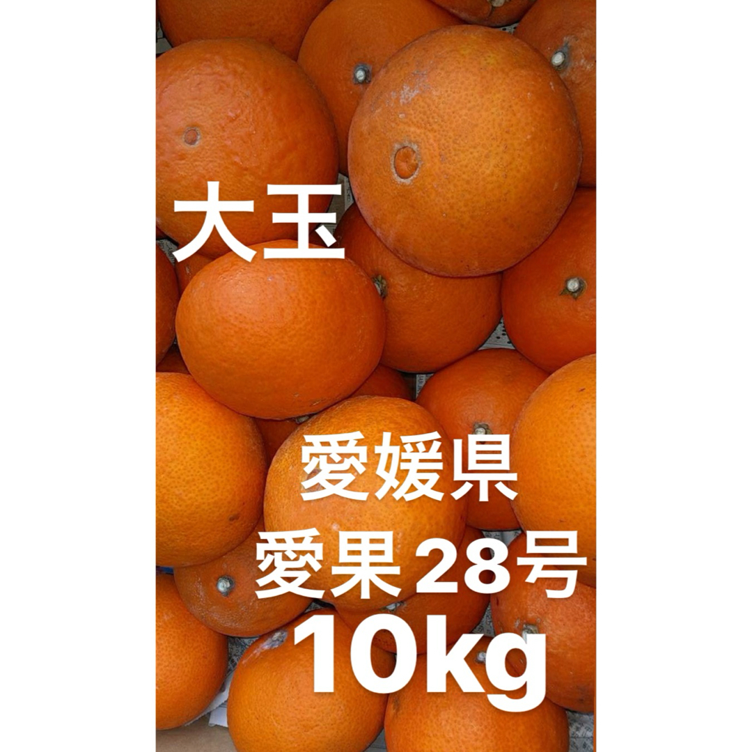 愛媛県産　愛果28号　柑橘　10kg 食品/飲料/酒の食品(フルーツ)の商品写真