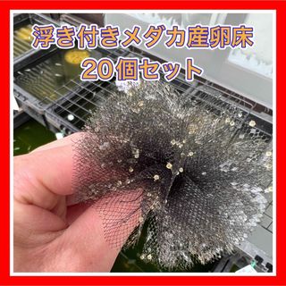 メダカ産卵床　浮き付き20個セット(アクアリウム)