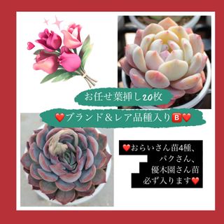 お任せ葉挿しB ⑩❤ブランド＆レア品種入り❤20枚(その他)