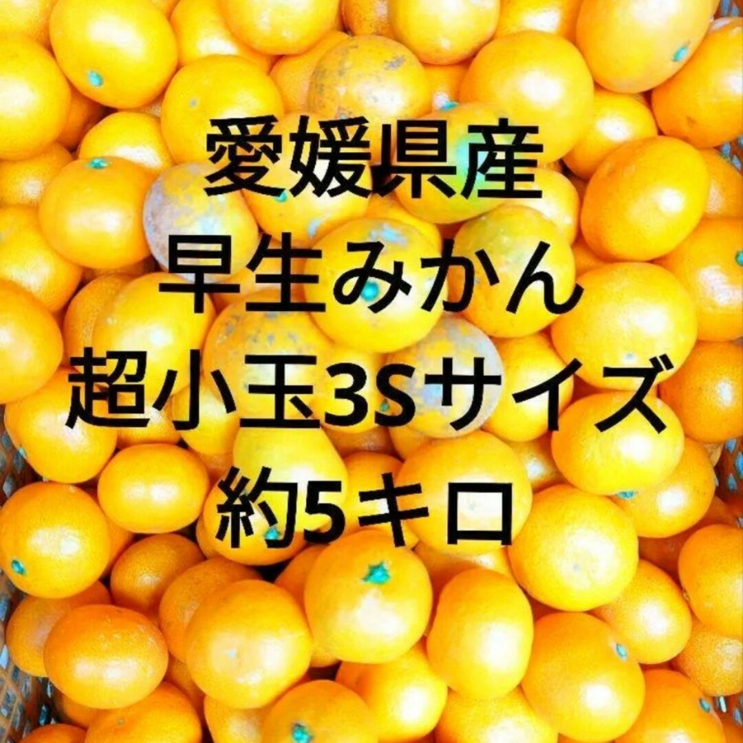 愛媛県産早生みかん超小玉3Sサイズの通販 by かんきつちゃん｜ラクマ