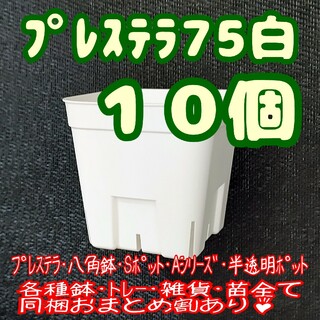 【スリット鉢】プレステラ75白10個 多肉植物 プラ鉢(プランター)