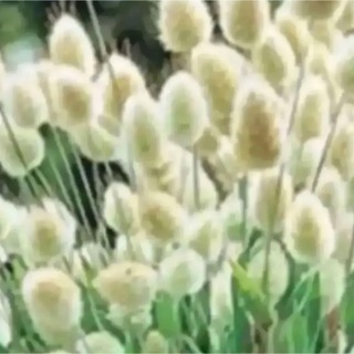 ラグラスバニーテールの種　花の種(その他)