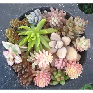 多肉植物　セダム10種類以上　カット苗　3.5cmポットに植えてあります　3(その他)