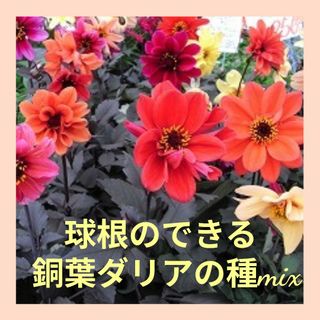 20粒　球根のできるシックな銅葉ダリアの種✦ビショップズチルドレンmix✦花の種(その他)