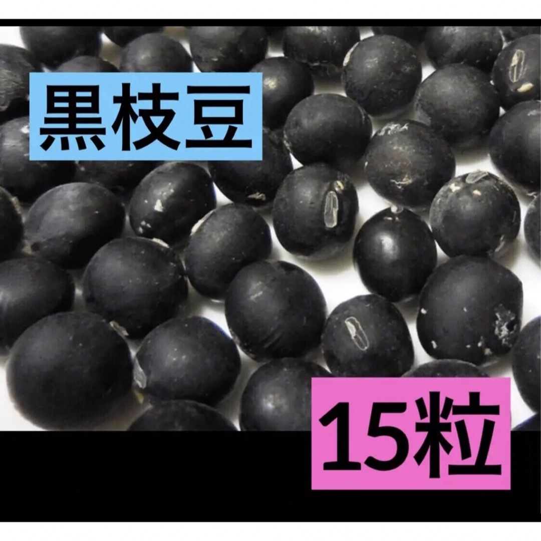 かんたん栽培 黒枝豆 15粒 丹波の黒豆 黒 大豆系◆家庭菜園 エスディージーズ 食品/飲料/酒の食品(野菜)の商品写真