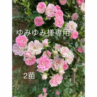 ゆみゆみ様専用 G鳥R3つる薔薇　夢乙女苗　 ピンク　小花　枝しなやか ゆうパケ(その他)