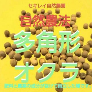 自然農法　『多角形白オクラ　ほしひめ』の固定種(野菜)