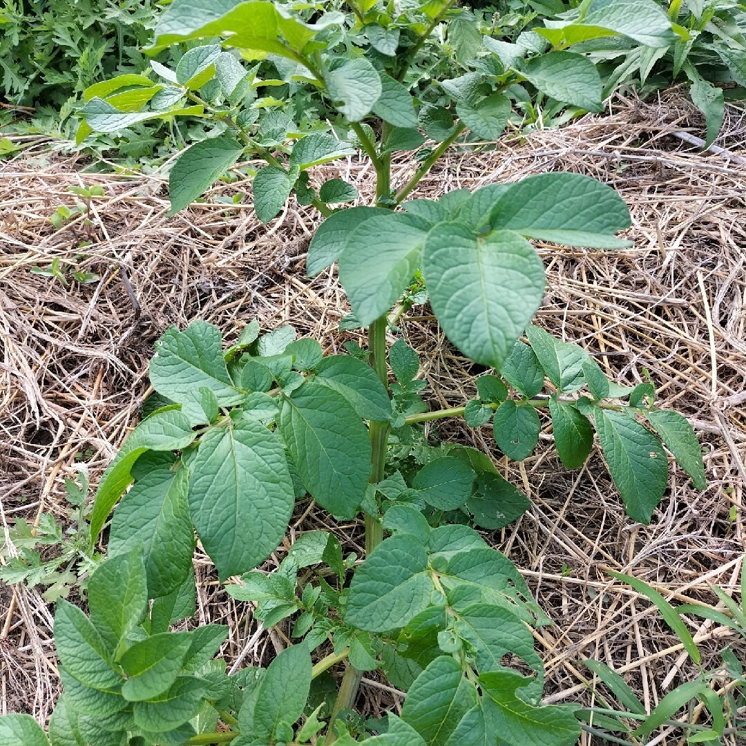 自然農　じゃがいも　さやあかね 食品/飲料/酒の食品(野菜)の商品写真