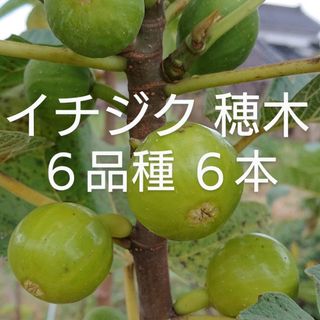 イチジク 穂木 ６品種 ６本(その他)