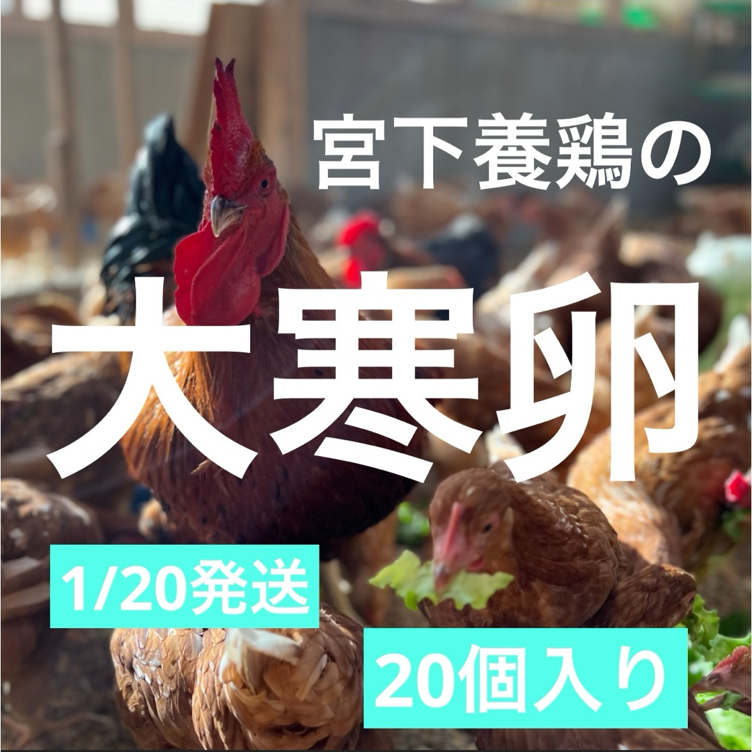 1/20採れ 当日発送 20個入り 宮下養鶏の朝採れ大寒卵の通販 by 平飼い