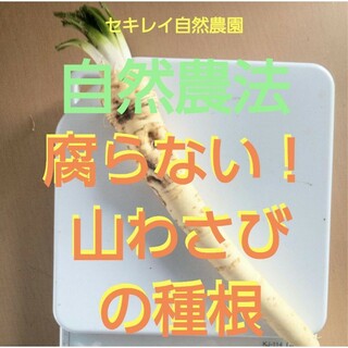 ヨッシー様専用1.5kg里芋の通販 by 熊本里芋ファーム｜ラクマ