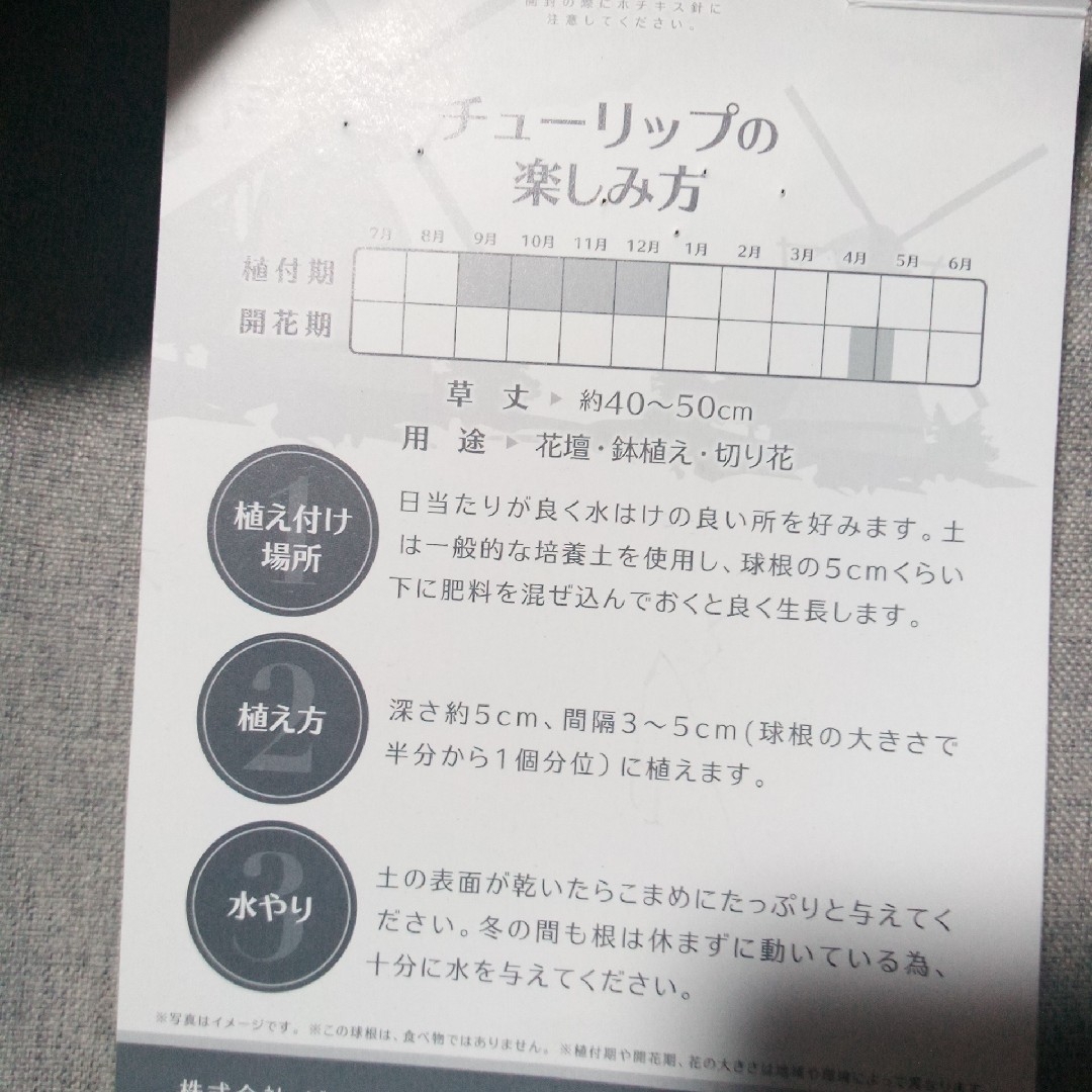 チューリップ　クインオブナイト　黒　球根　10球 ハンドメイドのフラワー/ガーデン(プランター)の商品写真