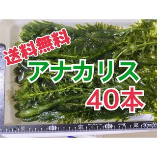 お得無農薬アナカリス20cm以上40本 水草産オオカナダモメダカ金魚に(アクアリウム)