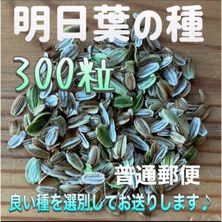 熱海産 明日葉の種 300粒以上2023年11月の新しい種(その他)