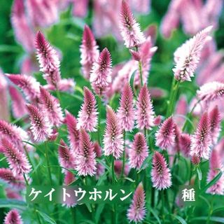 春まき花の種　ケイトウホルン　30粒　切り花　ドライフラワー　一年草(その他)