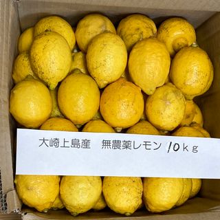 広島県大崎上島産無農薬レモン　10kg(フルーツ)