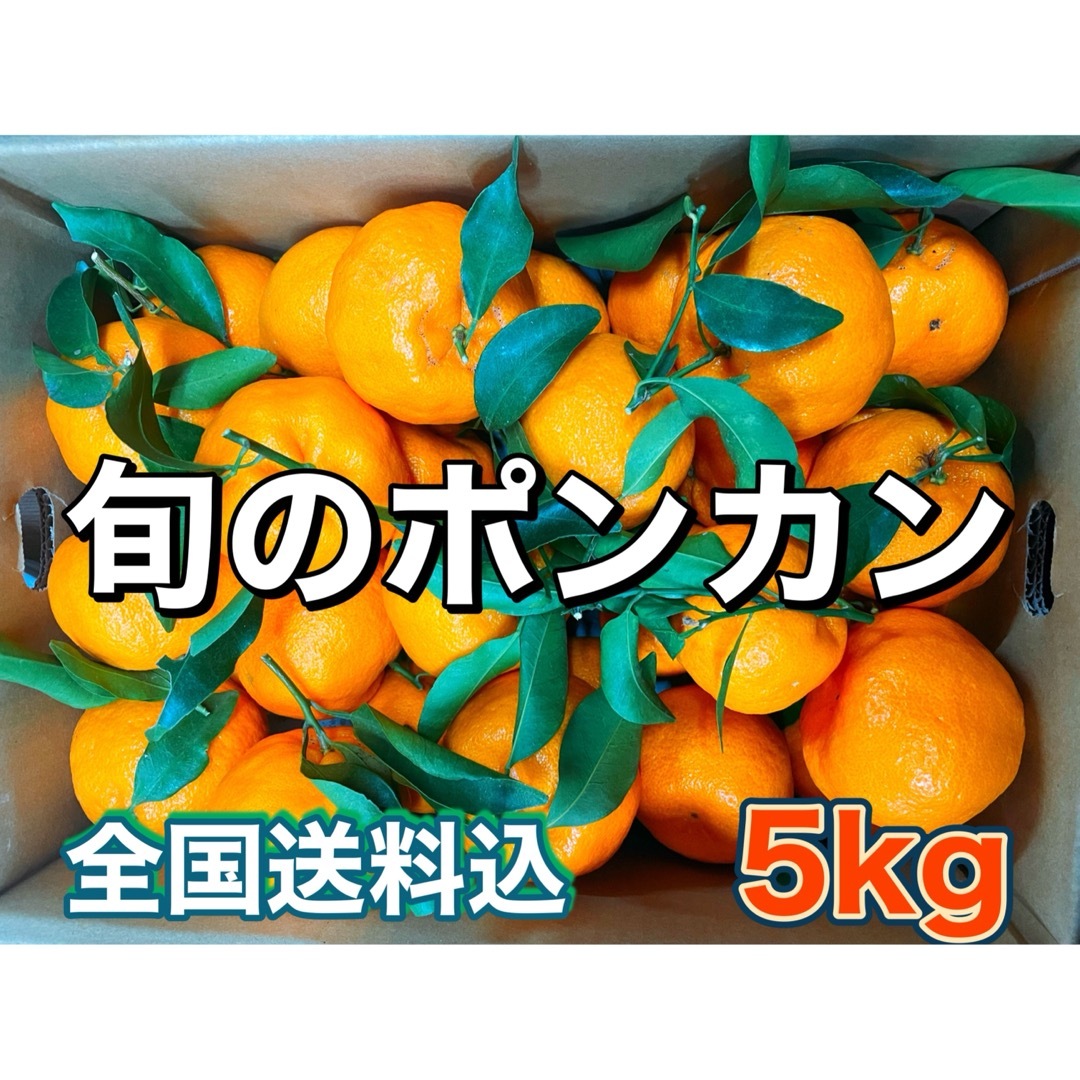 1月SALE‼️和歌山県産 家庭用 ポンカン 5kg  みかんキング 食品/飲料/酒の食品(フルーツ)の商品写真