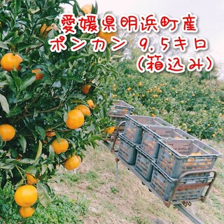 【愛媛県明浜町産】ポンカン 9.5キロ(箱込み)(フルーツ)