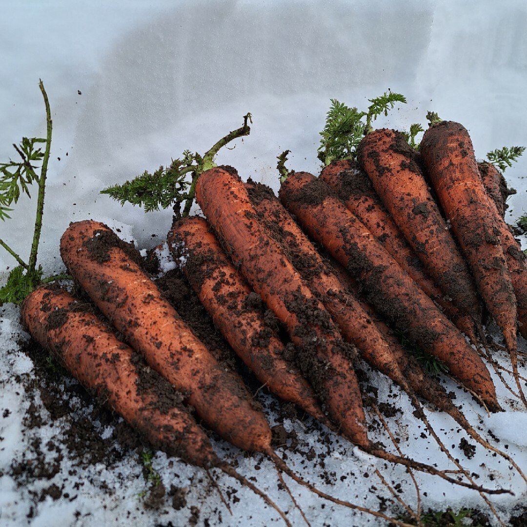 雪下人参 食品/飲料/酒の食品(野菜)の商品写真