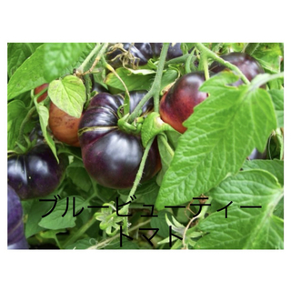 FROZEN様　野菜の種　ブルービューティートマトの種　12粒(野菜)
