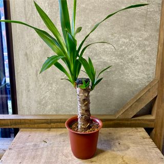 観葉植物　ユッカ　青年の木(その他)