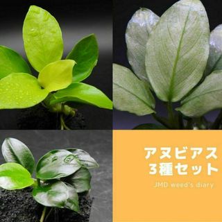 《送料無料》溶岩石付きアヌビアス 3種セット！無農薬(アクアリウム)